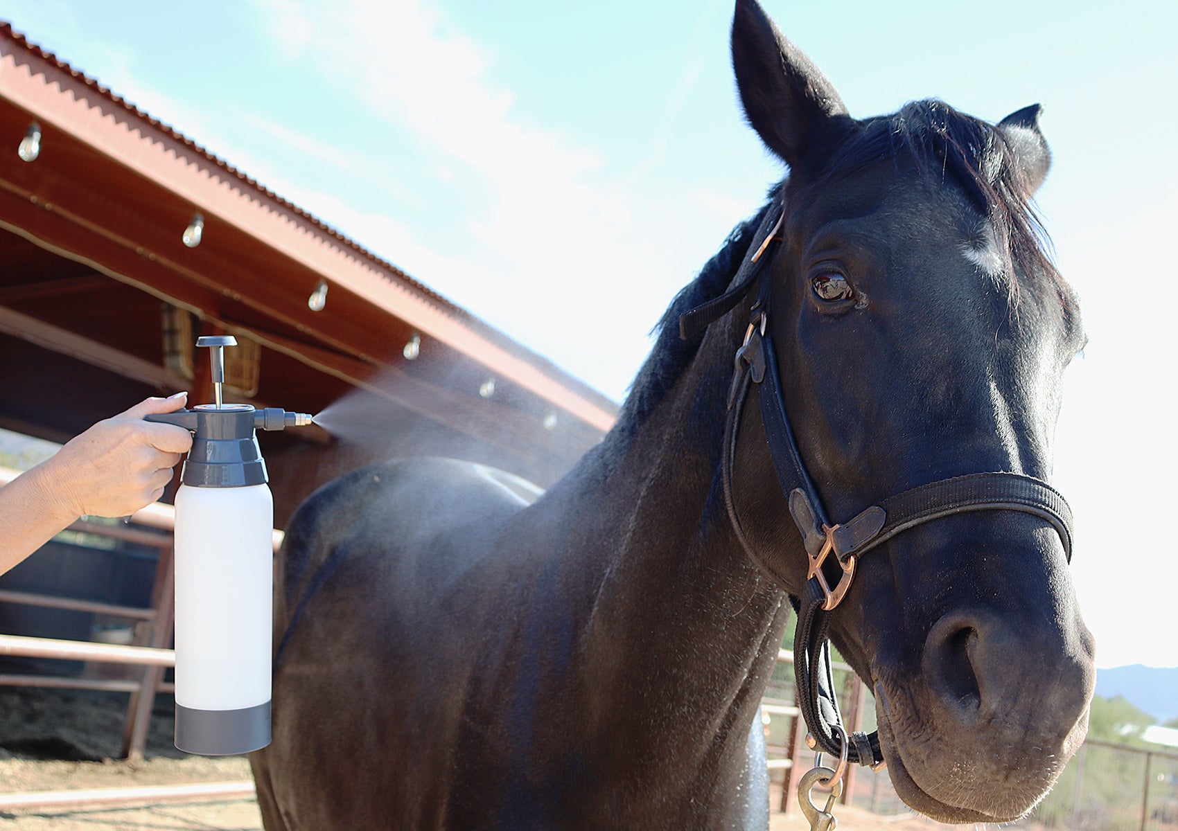 Horse Mister